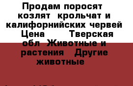 Продам поросят, козлят, крольчат и калифорнийских червей › Цена ­ 1 - Тверская обл. Животные и растения » Другие животные   